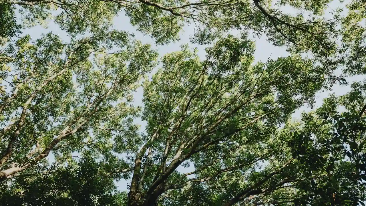 邱淑恭头像