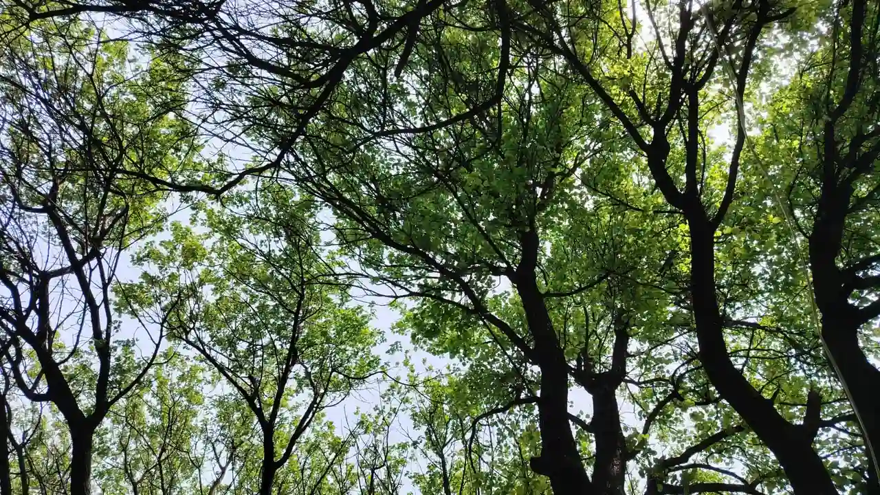 胡睿纯头像
